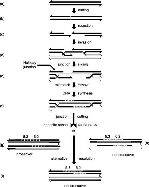 6.6 meiosis and genetic variation power notes answer key slater