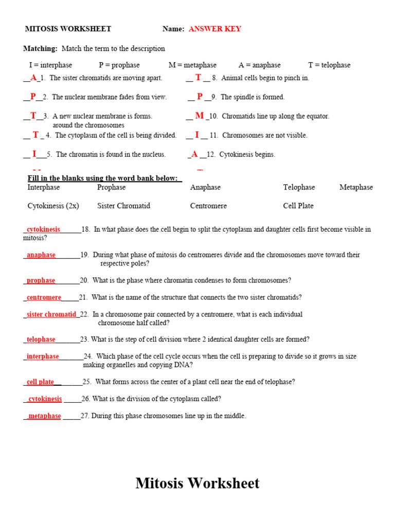 mitosis internet activity answer key