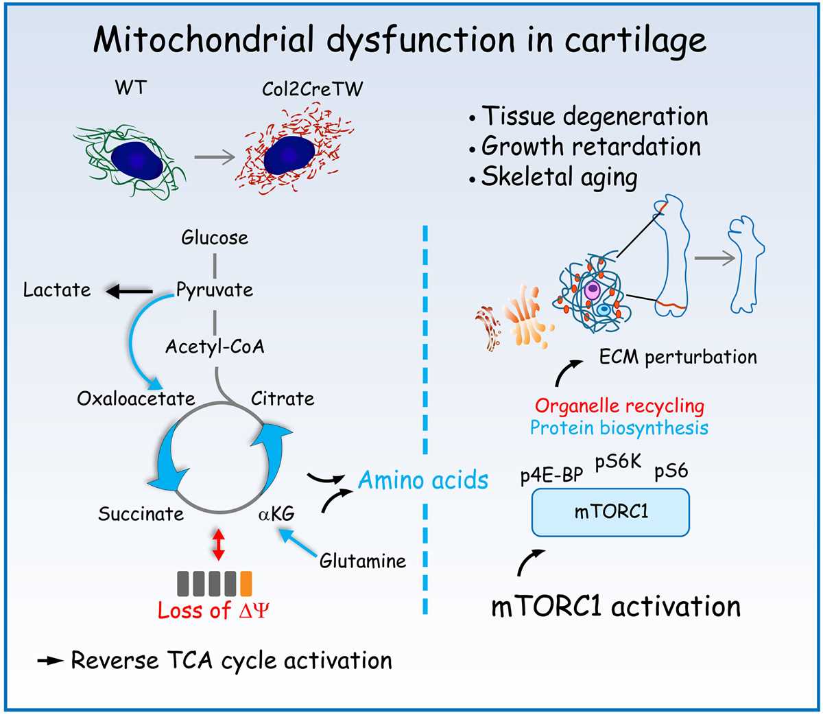 mitochondria aging and metabolism cer answer key