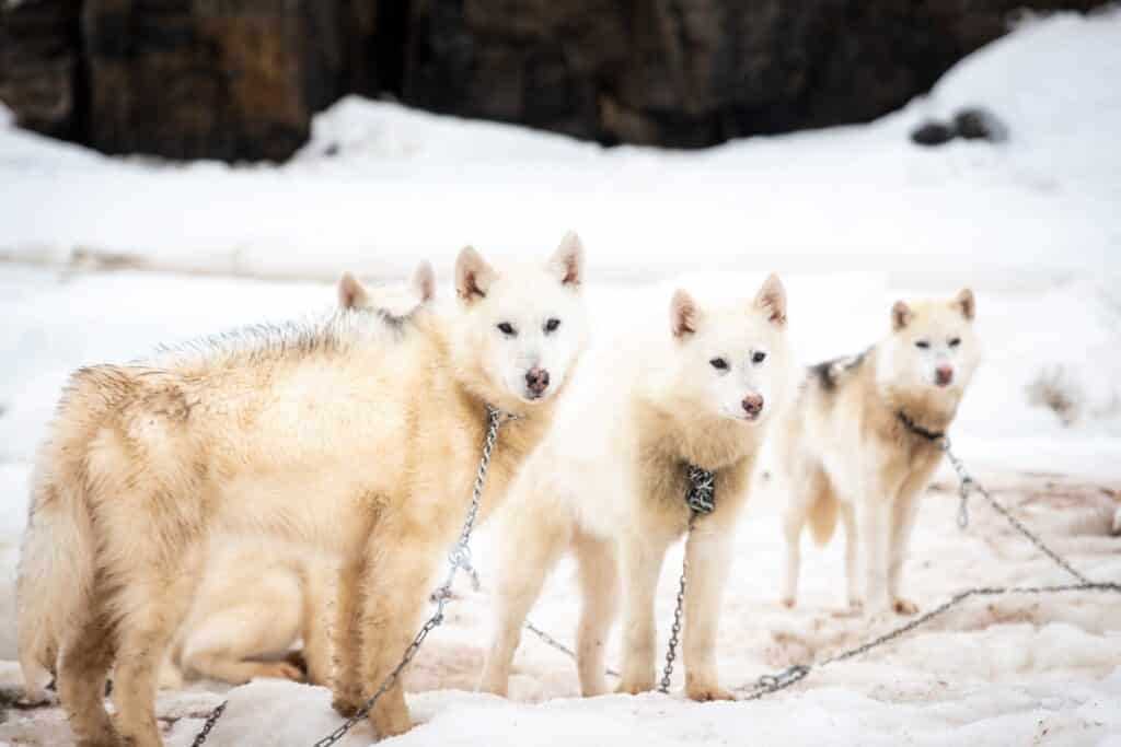 the history of dog sledding answer key