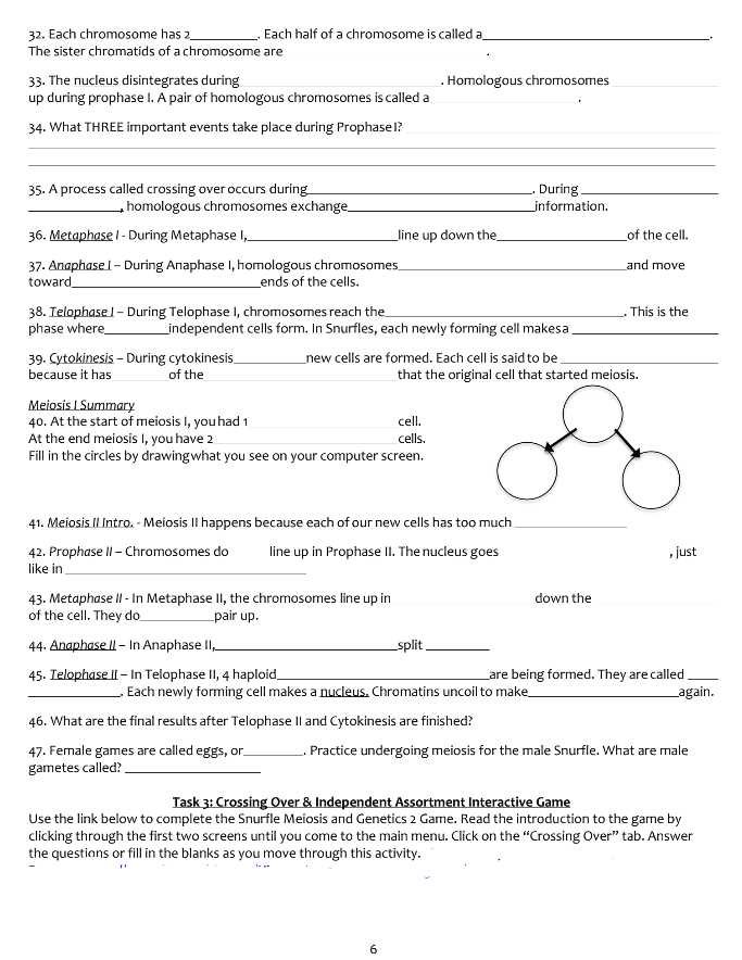 meiosis worksheet packet answer key