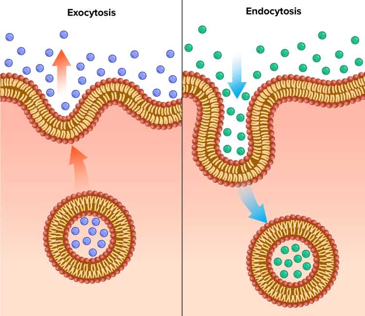 endocytosis and exocytosis questions answer key