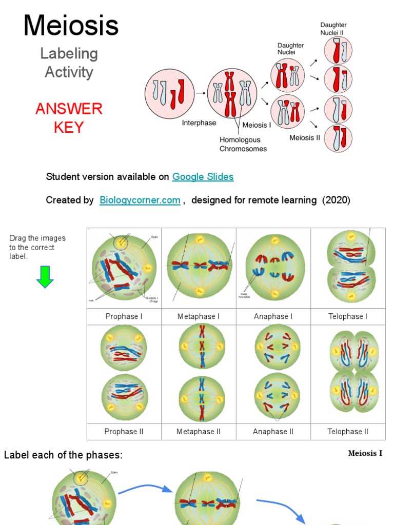 meiosis guided reading answer key