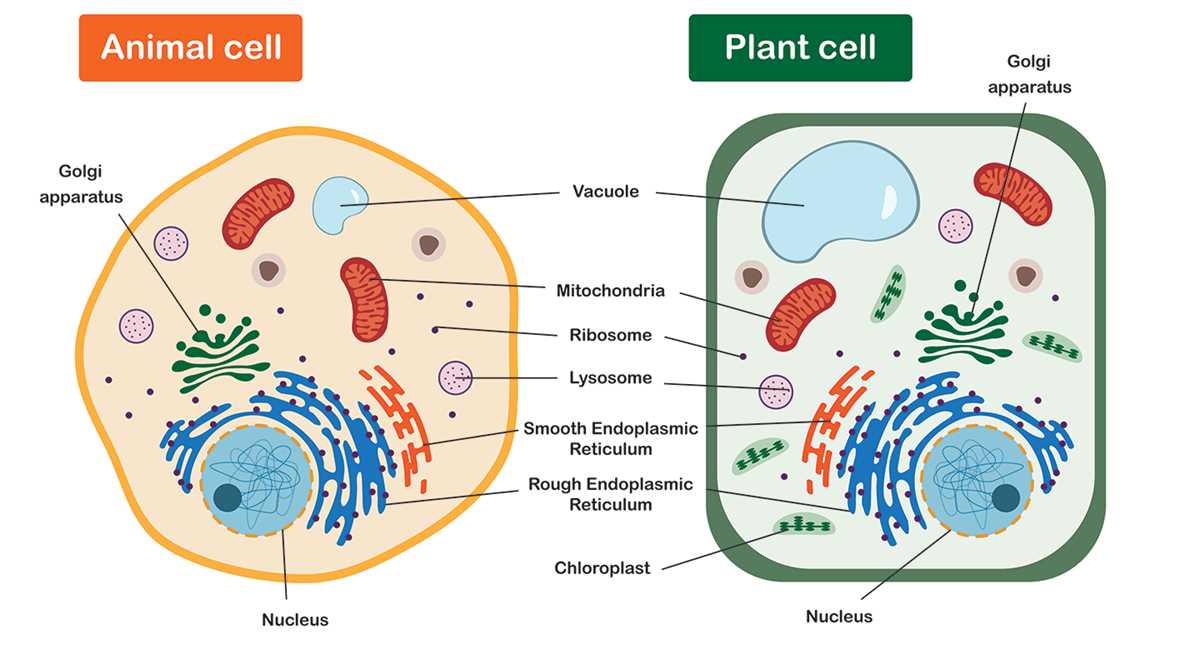 lets draw cell parts and their function answer key lets draw cell parts and their function answer key