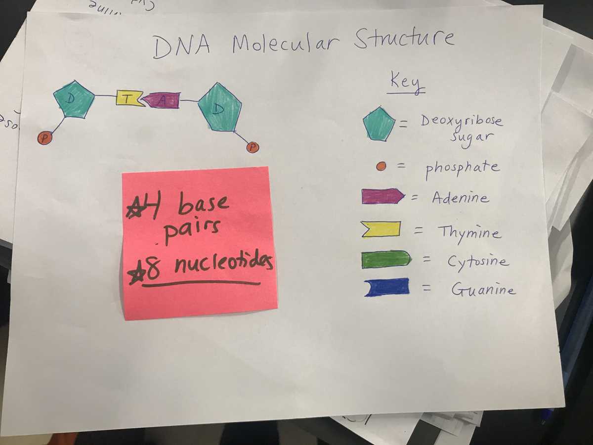 dna worksheet student answer key dna worksheet student answer key