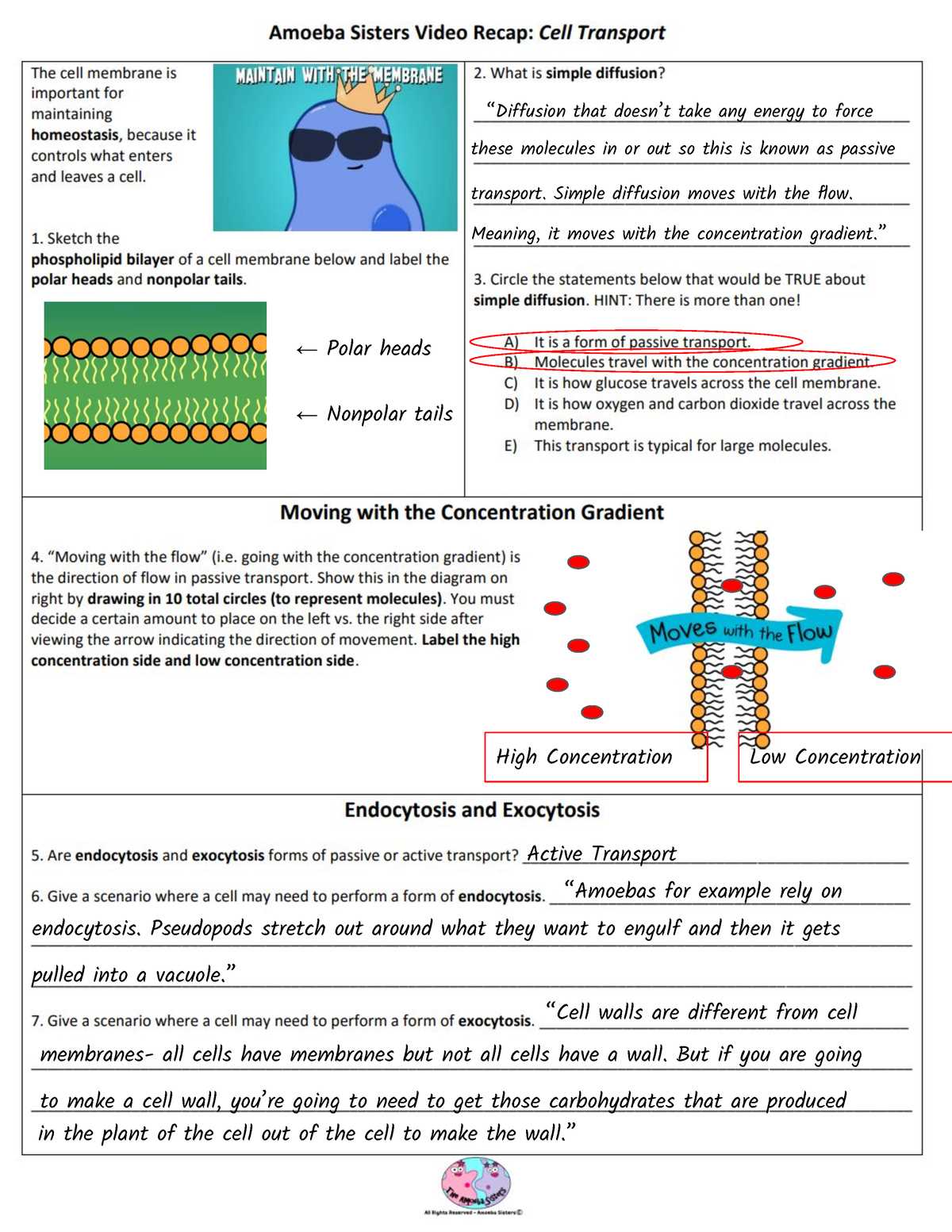 cells and cell transport test review answer key