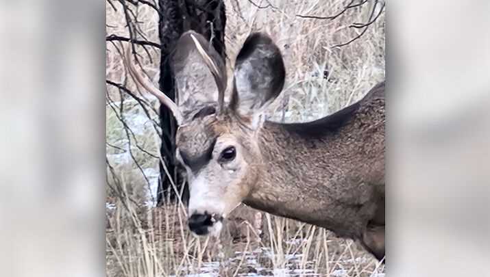 kaibab deer answer key