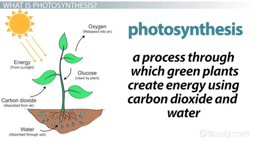 key concept builder lesson 4 cells and energy answers