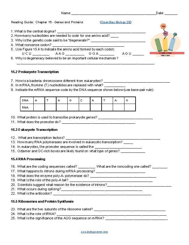 ap bio chapter 19 reading guide answer key