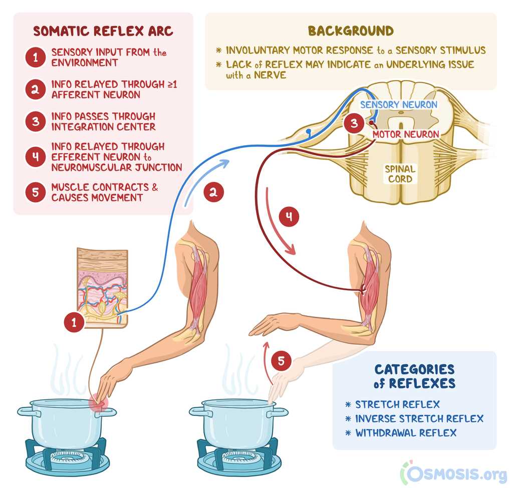 human reflex physiology answer key