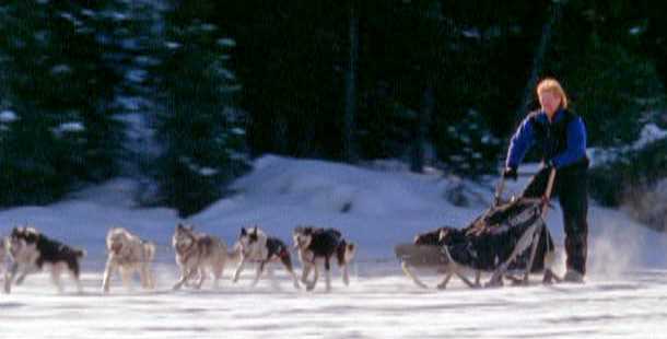 the history of dog sledding answer key