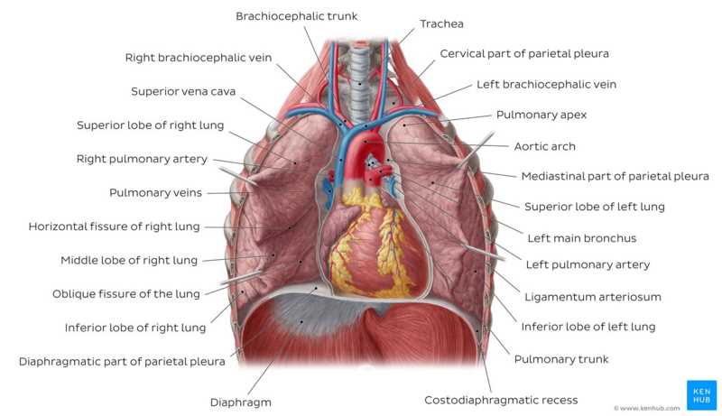 8 1 the anatomy of the respiratory system answer key