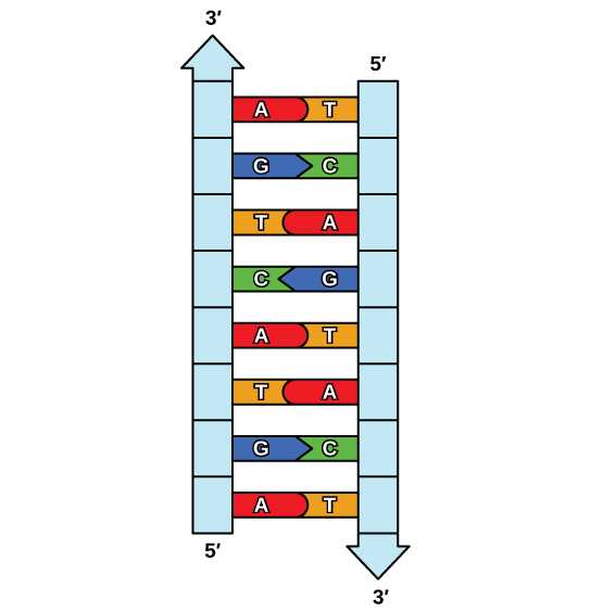 biology section 9.3 genetic engineering study guide answer key