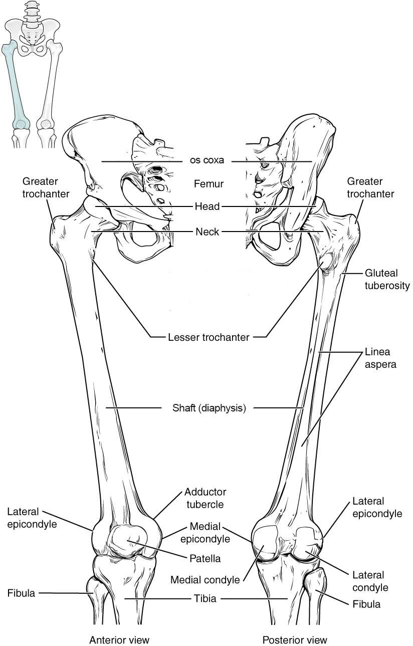 gross anatomy of the typical long bone answer key