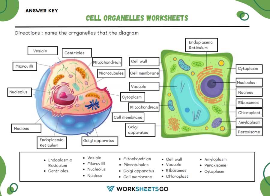 cell and their organelles answer key