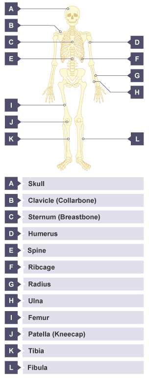 chapter 6 bones and skeletal tissues answer key