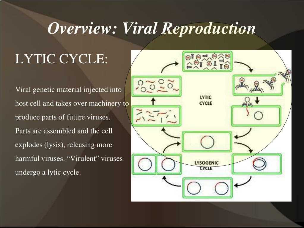 gizmo virus lytic cycle answer key