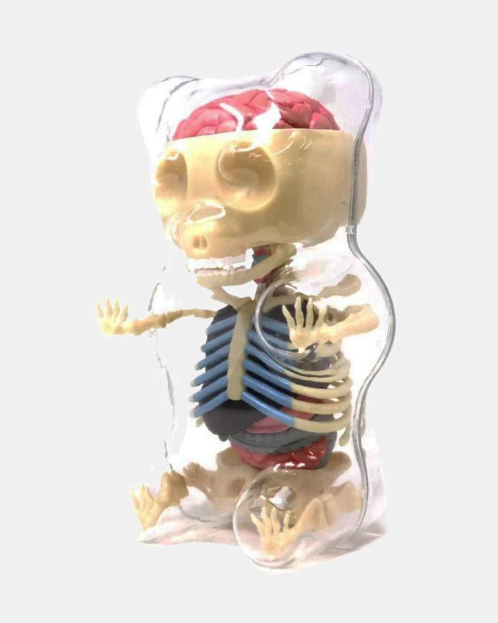 gummy bear anatomy answer key