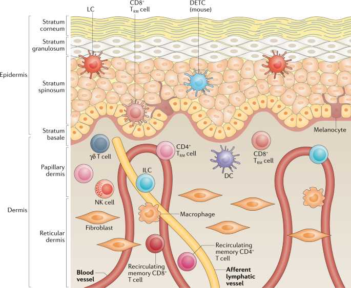 biology chapter 40 the immune system and disease answer key