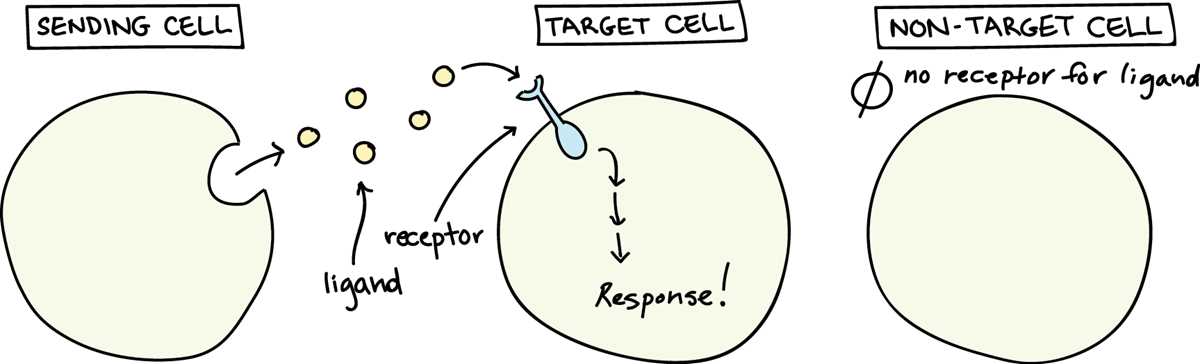 cell communication reading guide answer key