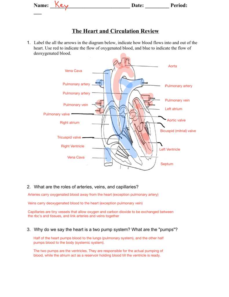 circulatory system worksheet answers key