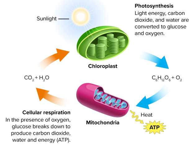 comparing and contrasting photosynthesis and cellular respiration answer key