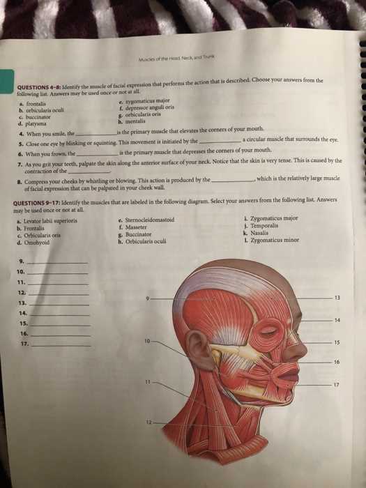 chapter 5 lab investigation muscles answer key